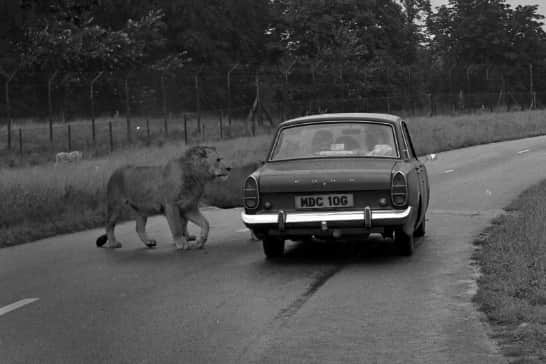 This curious creature approached a car at Lambton Lion park in 1972.
But one Wearside Echoes reader had a scarier encounter with a lion in the wild as he was adjusting the brakes on a crane.