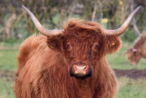 Being chased by a Highland cow is one of the scary memories for a Wearside Echoes follower.