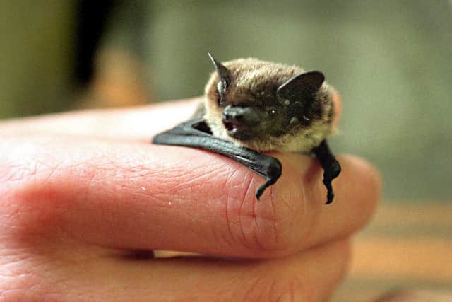 A Savi's pipistrelle bat. Photo: PA.