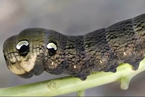 The Elephant-Hawk Moth had residents in New Herrington puzzled in 2019.
