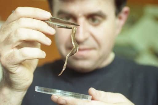 Dr Phil Gates of Durham University with a New Zealand flatworm in 1994.