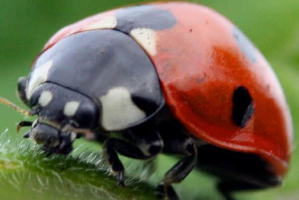 1976 was a freak year for swarms of ladybirds. There were millions of them.