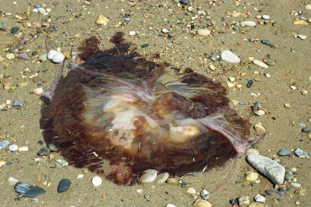 A sudden surge in jellyfish numbers in the UK was reported in 2022.