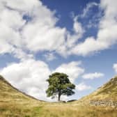 Two men have been charged over the felling of the Sycamore Gap tree