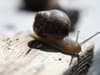 The eco-friendly recipe to protect your plants from slugs and snails