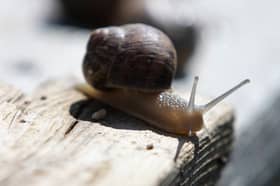 Slugs and snails can be the bane of a gardener's life