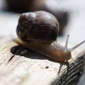Slugs and snails can be the bane of a gardener's life