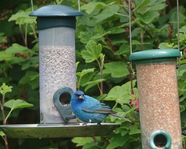 Peter Bell spotted the Indigo Bunting in his back garden