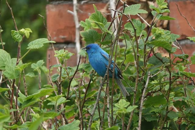 It is believed to be the first sighting of an Indigo Bunting in mainland Britain