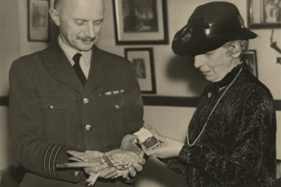 Maria Pigen Winkie of Whitburn: the pigeon who saved the lives of four airmen ...
