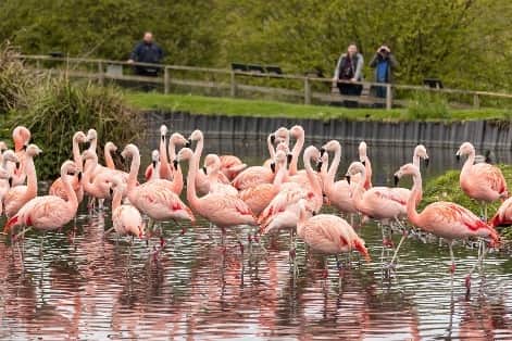 It's the big 4 0 for flamingos at Washington Wetland Centre and you're ...
