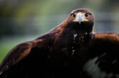 Golden eagle