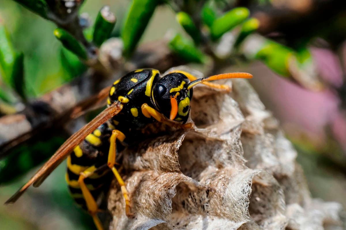 Wasp Attach How to treat a wasp sting and spot signs of allergic reaction
