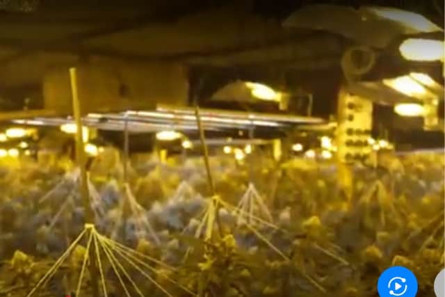 The cannabis farm discovered by police officers.