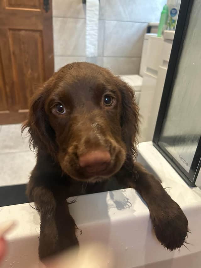 Maisie was killed earlier this month