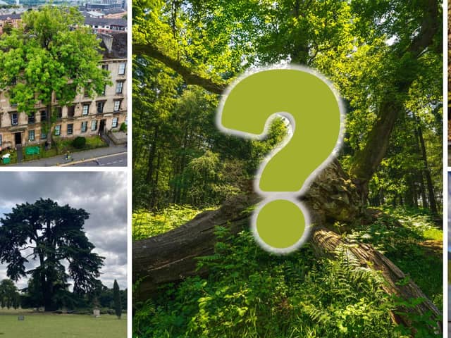 These five 'rooted in culture' trees made up the top 5 in this year's competition