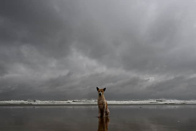 Dog owners are being asked to weigh up the risks of walking their dog during Storm Amy.