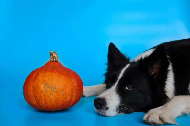Our dogs can also enjoy pumpkin this autumn - this is how to introduce it into their diet safely.