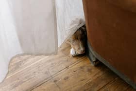 Fireworks can be frightening for your pets.