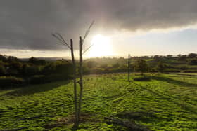 A few of the experimental 'Frankenstein trees' at Yonder Wood
