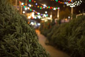 Real Christmas trees.