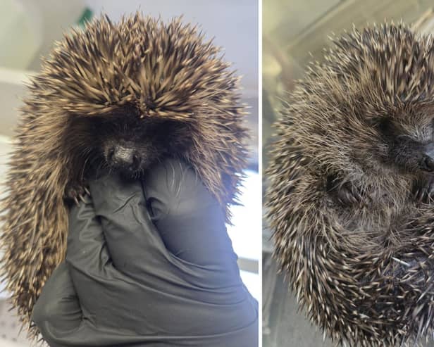 Jill Scott (left) and Tinsel are currently patients at the hospital.