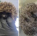 Jill Scott (left) and Tinsel are currently patients at the hospital.