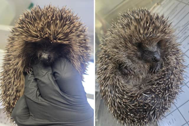 Jill Scott (left) and Tinsel are currently patients at the hospital.