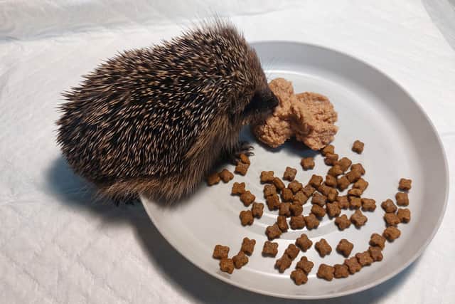 One of the patients building up their strength before being released back into the wild.