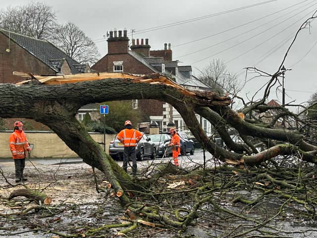 The giant tree which has been brought down in Houghton-le-Spring by Storm Chandra.