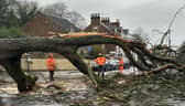 The giant tree which has been brought down in Houghton-le-Spring by Storm Chandra.