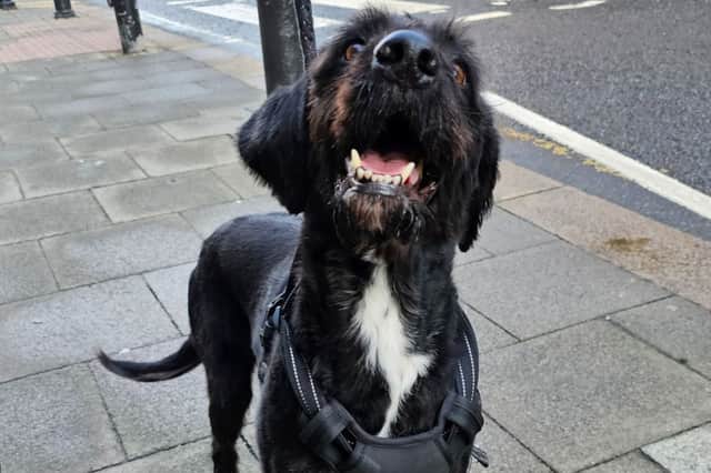 Sniffer dog Boo.