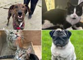 All these pets at Newcastle Dog & Cat Shelter are searching for a home.