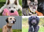All these dogs are searching for their forever homes.