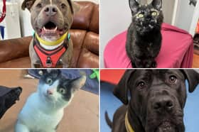 All these pets at Newcastle Dog & Cat Shelter are searching for a home.