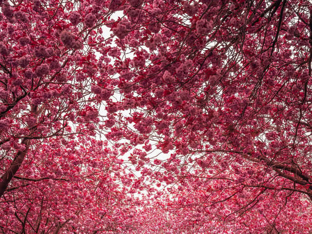 Grangetown Cemetery is one of the best places to capture blossoms in Sunderland