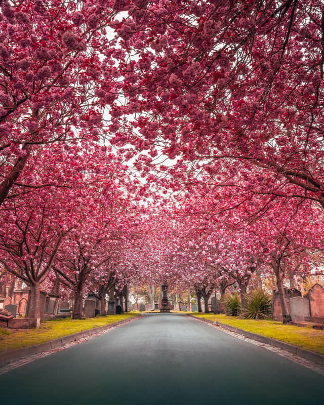 Grangetown Cemetery is one of the best places to capture blossoms in Sunderland