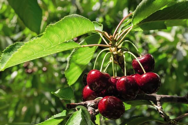 You could also choose a cherry to pick at from your patio