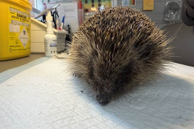 Dodger is one of the current patients at the hospital