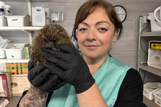 Hospital founder Claire Foster with Dodger the hedgehog.