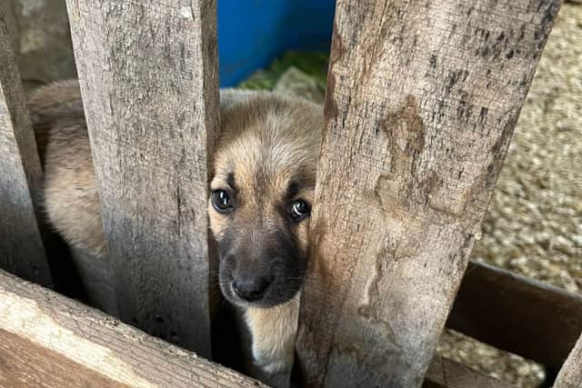 One of the dogs which Vijay pictured during her time in Ukraine.