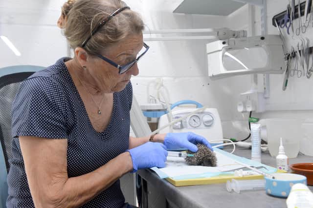 Hedgehog department team leader Kay Clarke.