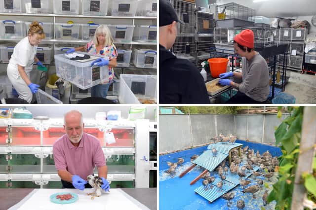 The charity is currently caring for around 1,000 animals.