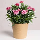Pink Carnation Plant