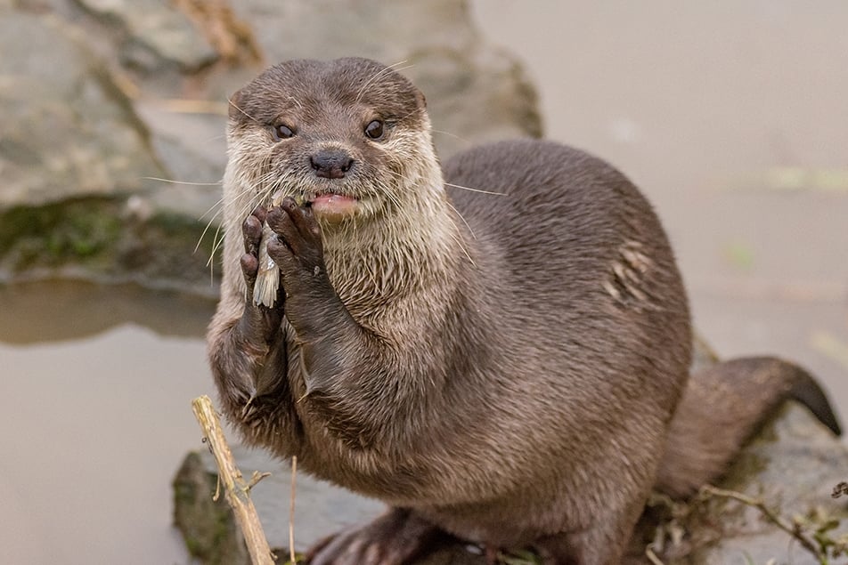 Washington Wetland Centre mourns death of 17-year-old otter Musa