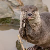 Washington Wetland Centre staff devastated at death of Musa the otter