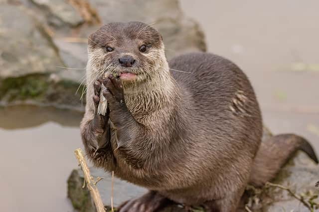 Musa the Asian short-clawed otter passed away at the age of 17.