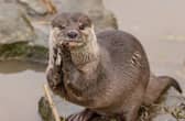 Musa the Asian short-clawed otter passed away at the age of 17.
