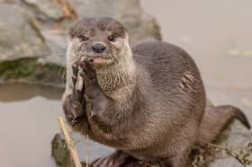 Musa the Asian short-clawed otter passed away at the age of 17.