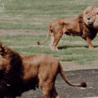 WATCH: Fantastic footage of Lambton Lion Park in its 1970s heyday